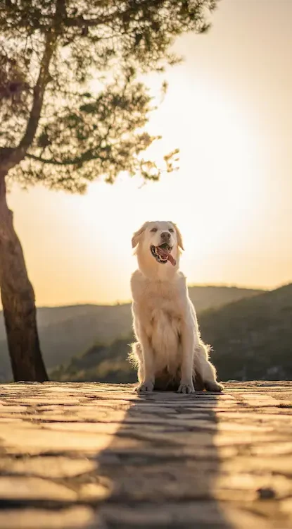 adestramento cachorro