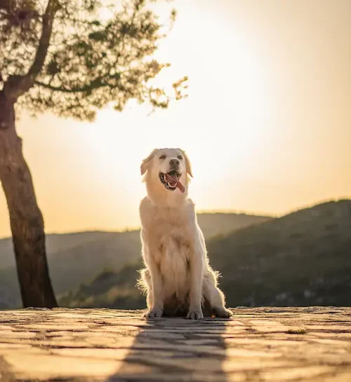 adestramento cachorro feliz